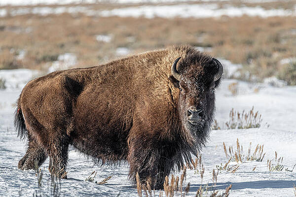 Wyoming Photograph - Bison Along The Gros Ventre River by Douglas Wielfaert