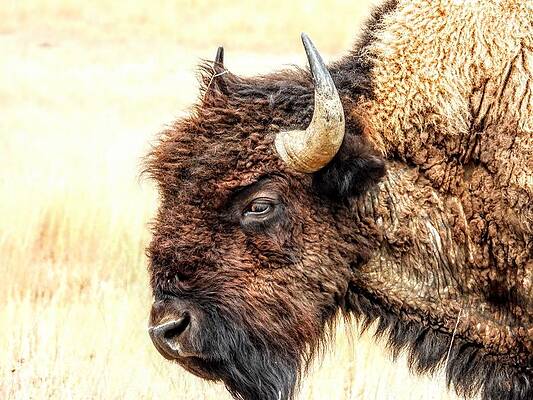 Wildlife Wall Art featuring the photograph Bison by Amanda R Wright