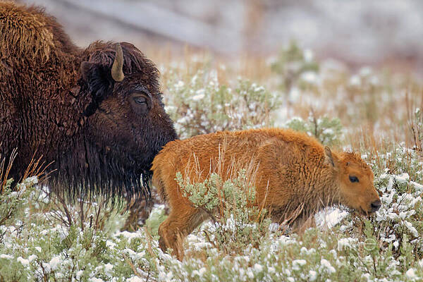 Bison and Calf in Snowy Meadow Photograph