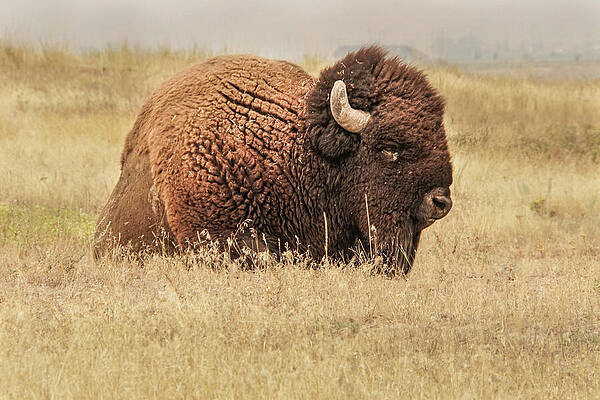 Wall Art featuring the photograph Bison At Rest In A Field by Nancy Gleason