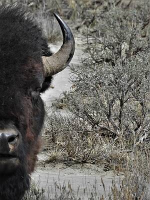 Wildlife Wall Art featuring the photograph Bison Bull 9 by Amanda R Wright