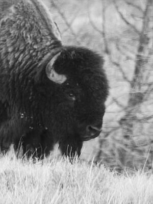 Wildlife Wall Art featuring the photograph Bison Bull Portrait by Amanda R Wright