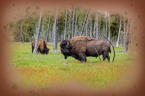 Bison Grazing in Yellowstone Field Wall Art