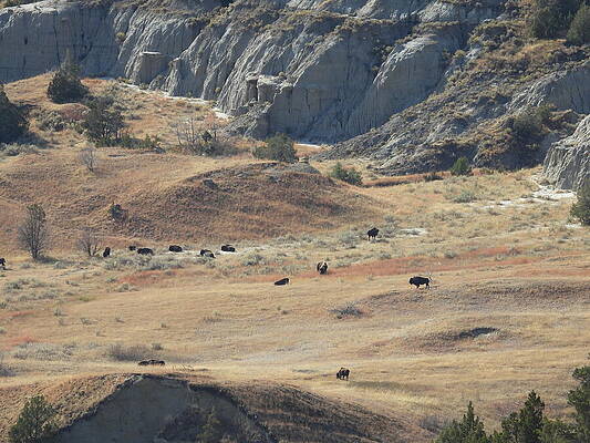 Theodore Roosevelt National Park Photograph - Bison Herd 2 by Amanda R Wright