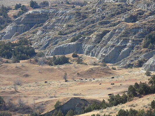 Theodore Roosevelt National Park Photograph - Bison Herd by Amanda R Wright