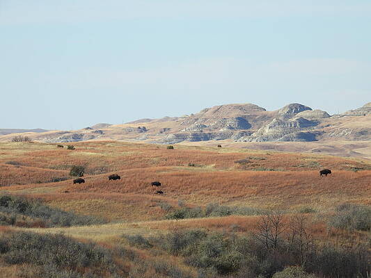 Theodore Roosevelt National Park Photograph - Bison Herd In The Badlands by Amanda R Wright
