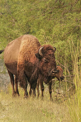 Wall Art featuring the photograph Bison Mother And Calf by Nancy Gleason