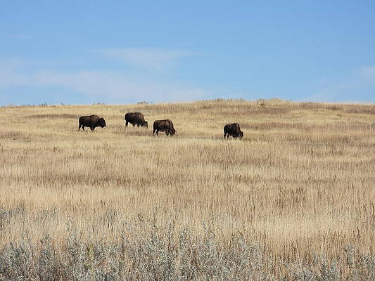 Theodore Roosevelt National Park Photograph - Bison On The Prairie 2 by Amanda R Wright