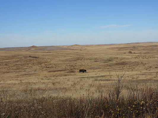 Wilderness Photograph - Bison On The Prairie 3 by Amanda R Wright