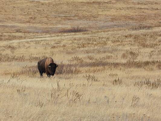 Theodore Roosevelt National Park Photograph - Bison On The Prairie 5 by Amanda R Wright