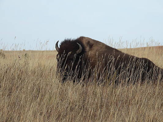 Theodore Roosevelt National Park Photograph - Bison On The Prairie 6 by Amanda R Wright