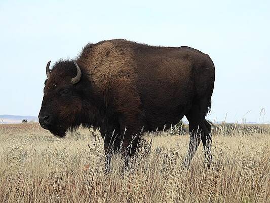 Theodore Roosevelt National Park Photograph - Bison On The Prairie 7 by Amanda R Wright