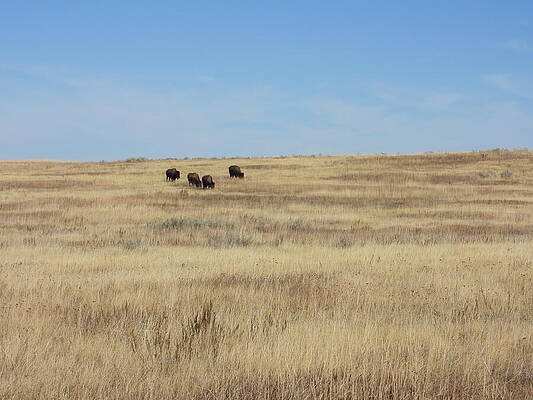 Theodore Roosevelt National Park Photograph - Bison On The Prairie by Amanda R Wright