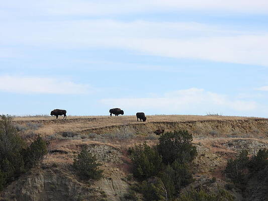 Theodore Roosevelt National Park Photograph - Bison On The Ridge Top by Amanda R Wright