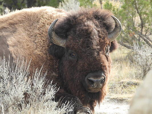Wildlife Wall Art featuring the photograph Bison On The Trail 3 by Amanda R Wright