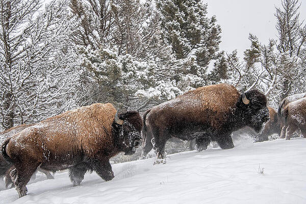 Bison Roaming in Snowy Landscape Wall Art