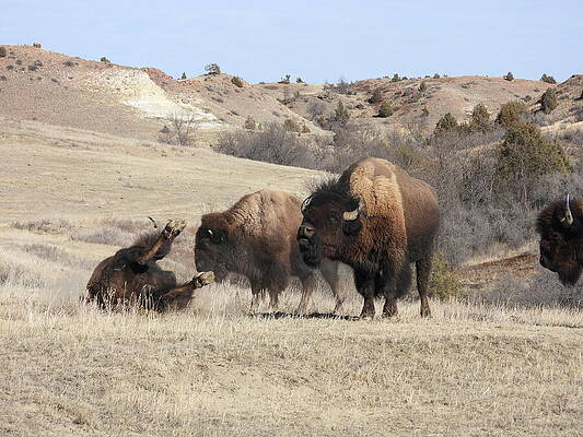 Wilderness Photograph - Bison Roll by Amanda R Wright