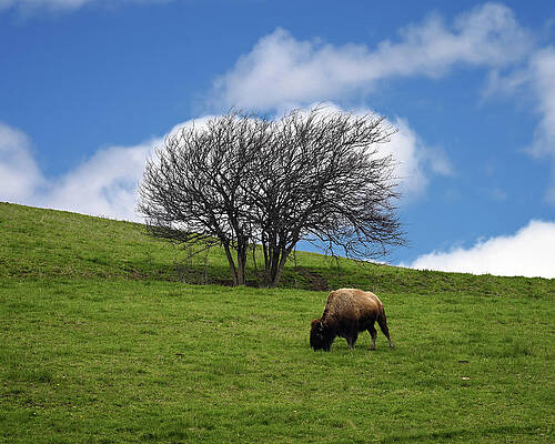 Wall Art featuring the photograph Bison Tree by Steven Nelson