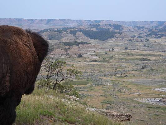 Wilderness Photograph - Bison View 1 by Amanda R Wright