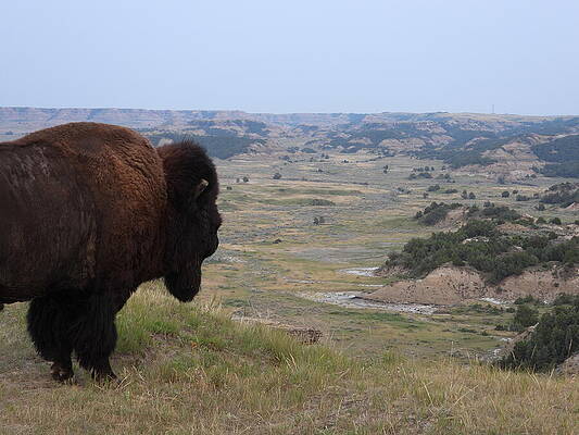 Wilderness Photograph - Bison View 2 by Amanda R Wright