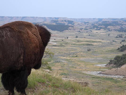 Wilderness Photograph - Bison View 3 by Amanda R Wright