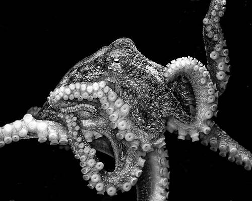 Majestic Octopus in Grayscale Photograph
