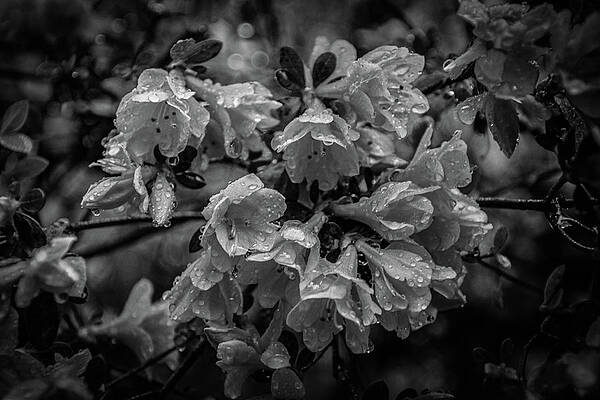 Natural Photograph - Black And White Azaleas In The Rain by Deb Beausoleil
