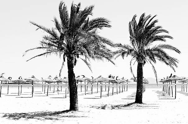 Sky Wall Art featuring the photograph Black And White Beach With Palm Trees by Severija Kirilovaite
