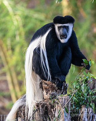 Outdoors Wall Art featuring the photograph Black And White Colobus Monkey by Abigail Diane Photography