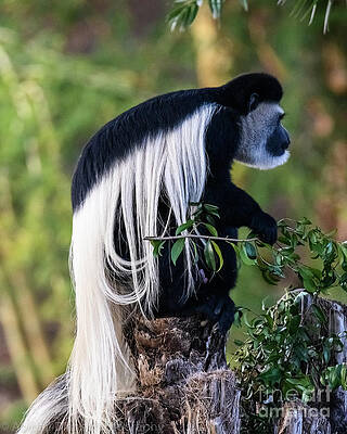 Outdoors Wall Art featuring the photograph Black And White Colobus Monnkey by Abigail Diane Photography