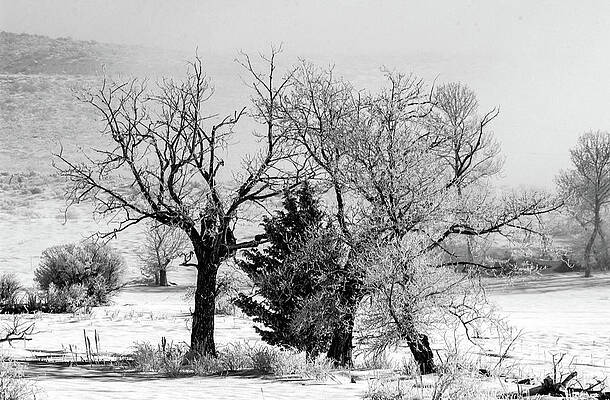 Tree Photograph - Black And White - Pogonip - Hoarfrost And Fog - Mono Lake by Bonnie Colgan