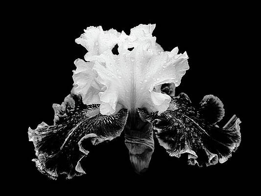 Wall Art featuring the photograph Black And White Ruffled Iris by Jean Noren
