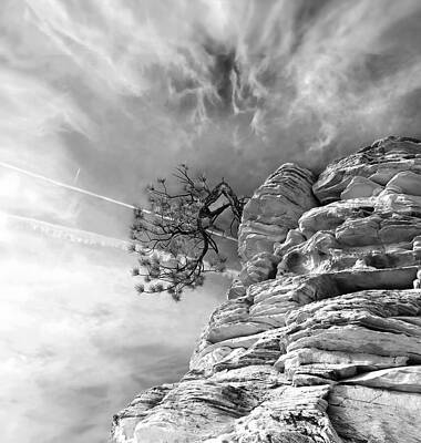 Wall Art featuring the photograph Black And White Tenacity by Joe Schofield