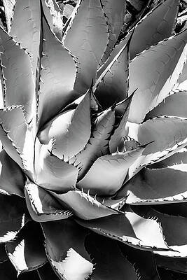 Collection Wall Art featuring the photograph Black Arizona Series - Agave by Philippe HUGONNARD