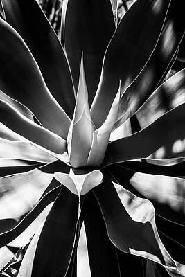 Arizona Wall Art featuring the photograph Black Arizona Series - Aloe Vera Heart by Philippe HUGONNARD
