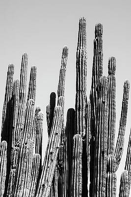 Arizona Wall Art featuring the photograph Black Arizona Series - Cactus Family by Philippe HUGONNARD
