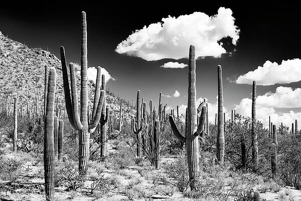Saguaro Cacti in Desert Landscape Wall Art