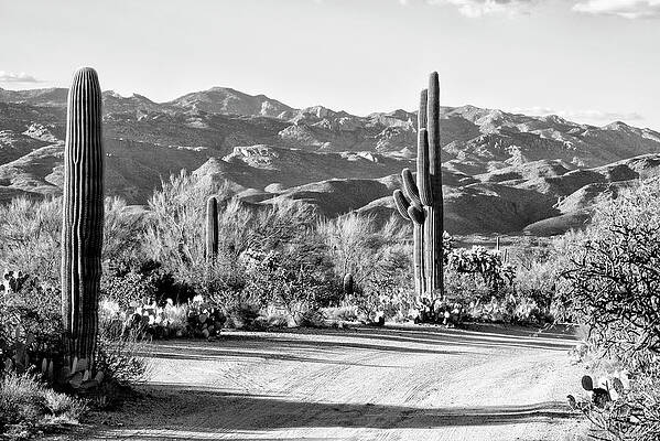 Arizona Wall Art featuring the photograph Black Arizona Series - Cactus On The Way by Philippe HUGONNARD