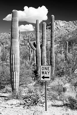 Arizona Wall Art featuring the photograph Black Arizona Series - Cactus One Way by Philippe HUGONNARD