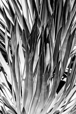 Arizona Wall Art featuring the photograph Black Arizona Series - Dasylirion Wheeleri by Philippe HUGONNARD