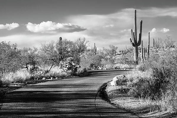 Arizona Wall Art featuring the photograph Black Arizona Series - Desert Road by Philippe HUGONNARD