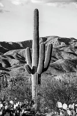 Collection Wall Art featuring the photograph Black Arizona Series - Giant Cactus II by Philippe HUGONNARD