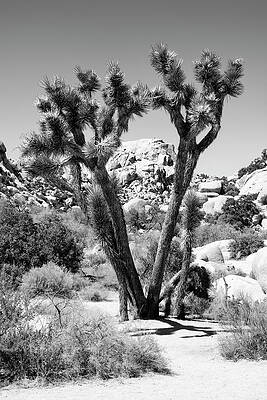 Collection Wall Art featuring the photograph Black Arizona Series - Joshua Tree by Philippe HUGONNARD
