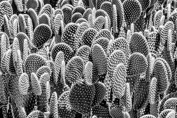 Arizona Wall Art featuring the photograph Black Arizona Series - Prickly Pear Family by Philippe HUGONNARD