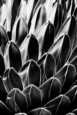 Arizona Wall Art featuring the photograph Black Arizona Series - Queen Victoria Agave by Philippe HUGONNARD
