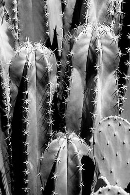 Arizona Wall Art featuring the photograph Black Arizona Series - Saguaro Cactus Close Up II by Philippe HUGONNARD