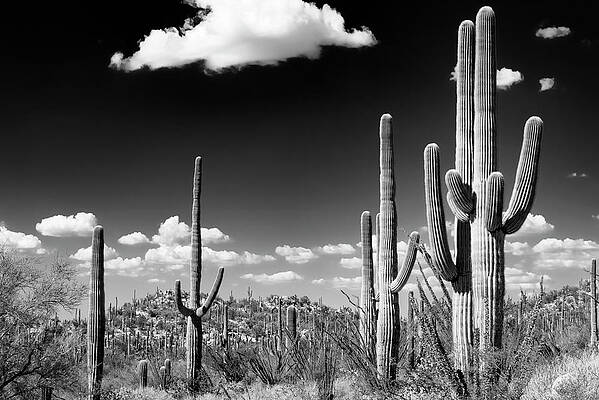 Saguaro Cacti Under Bright Clouds Wall Art