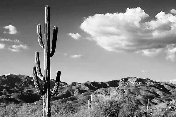 Arizona Wall Art featuring the photograph Black Arizona Series - Saguaro Cactus Sunrise by Philippe HUGONNARD