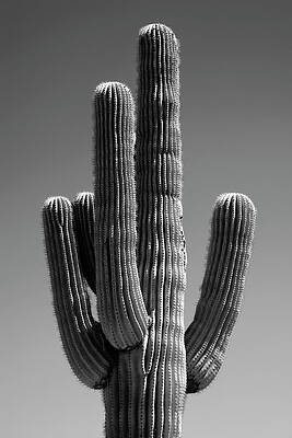 Arizona Wall Art featuring the photograph Black Arizona Series - The Cactus II by Philippe HUGONNARD