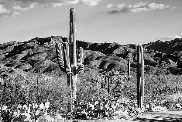 Arizona Wall Art featuring the photograph Black Arizona Series - Tucson Desert Cactus by Philippe HUGONNARD